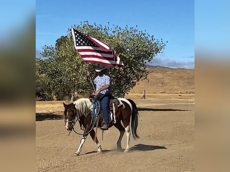 Poni cuarto de milla Yegua 13 años 135 cm Tobiano-todas las-capas in Tres Pinos