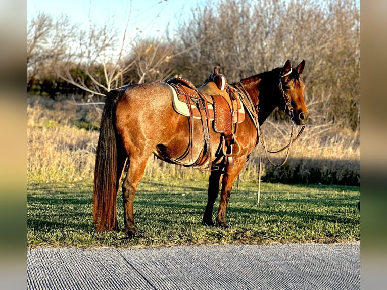 Poni cuarto de milla Yegua 13 años 140 cm Castaño-ruano in Zearing