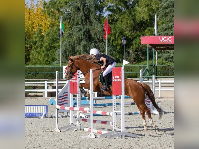 Poni cuarto de milla Yegua 14 años 145 cm Bayo in Madrid