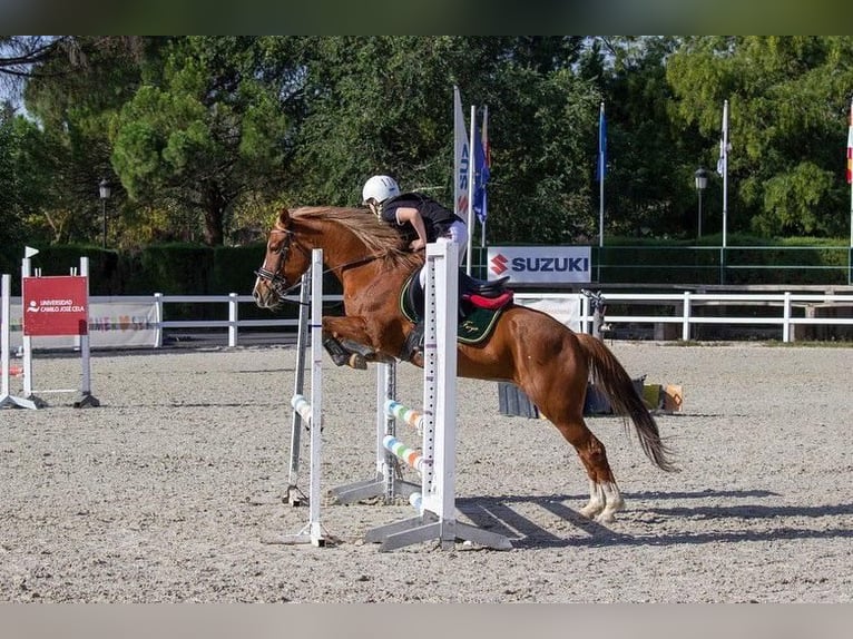 Poni cuarto de milla Yegua 14 años 145 cm Bayo in Madrid