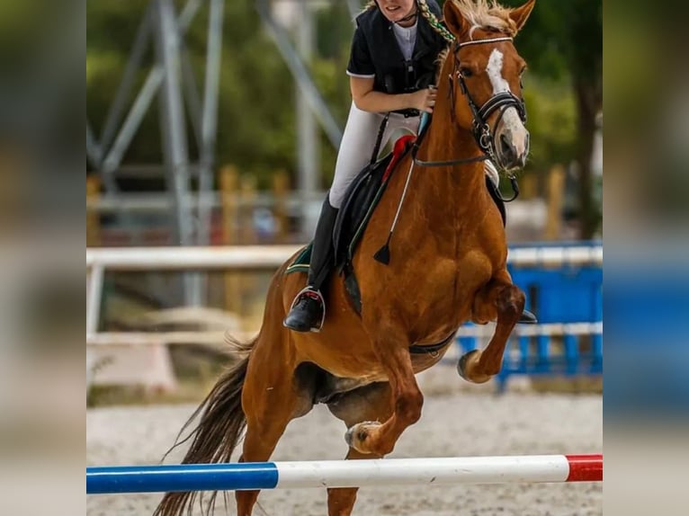 Poni cuarto de milla Yegua 14 años 145 cm Bayo in Madrid