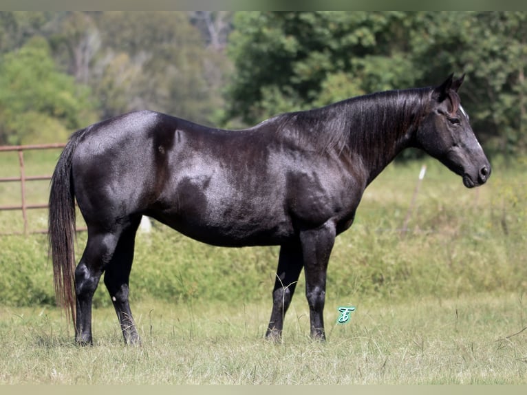 Poni cuarto de milla Yegua 15 años 140 cm Negro in Carthage