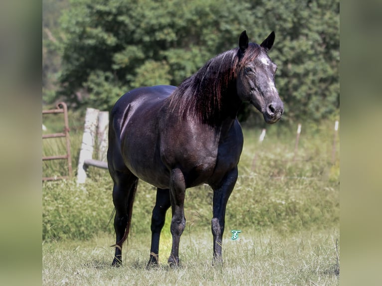 Poni cuarto de milla Yegua 15 años 140 cm Negro in Carthage