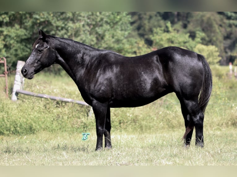 Poni cuarto de milla Yegua 16 años 140 cm Negro in Carthage