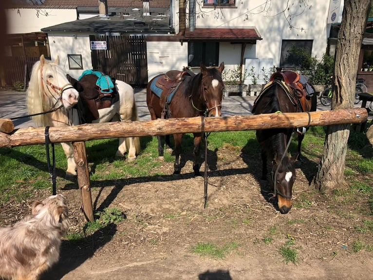 Poni cuarto de milla Yegua 16 años 153 cm Castaño oscuro in Montfort