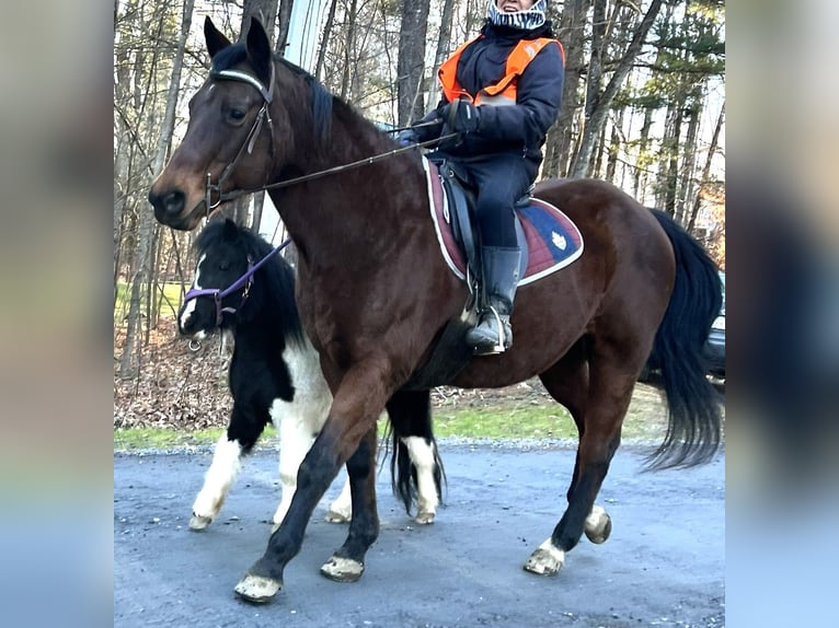 Poni cuarto de milla Yegua 18 años 157 cm Castaño in vt