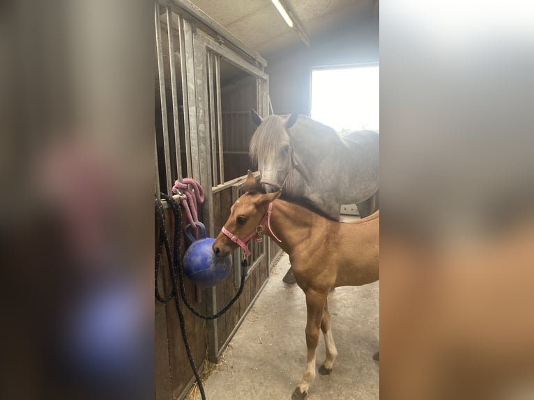 Poni cuarto de milla Mestizo Yegua 1 año 110 cm Castaño claro in Deil