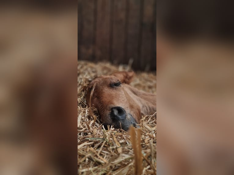 Poni cuarto de milla Mestizo Yegua 1 año 110 cm Castaño claro in Deil