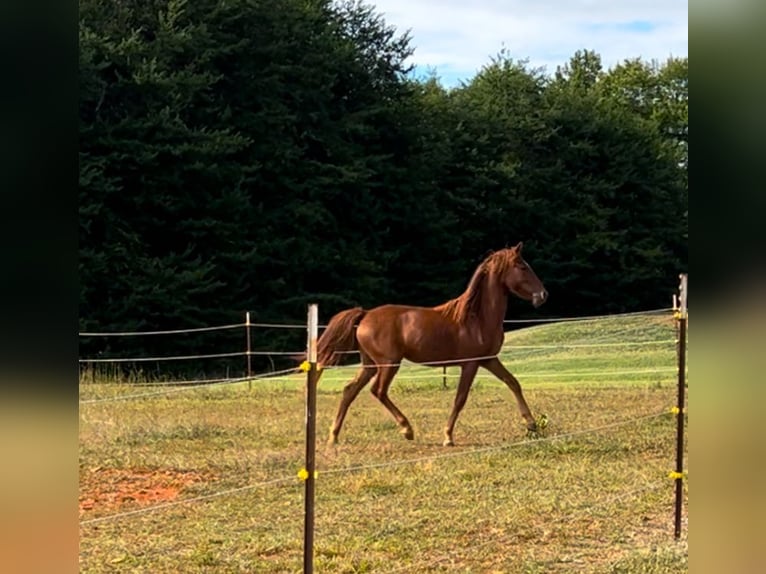 Poni cuarto de milla Yegua 1 año 132 cm Alazán-tostado in Maiden