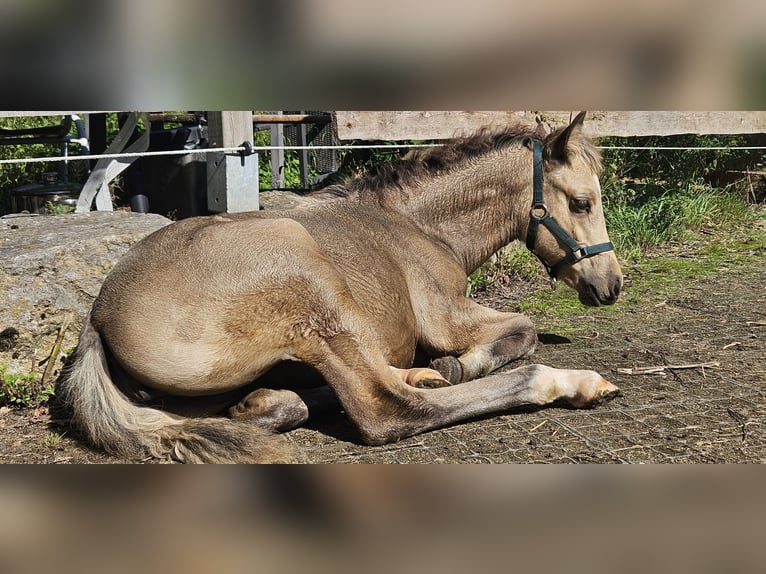 Poni cuarto de milla Yegua 1 año 148 cm Buckskin/Bayo in Siegen
