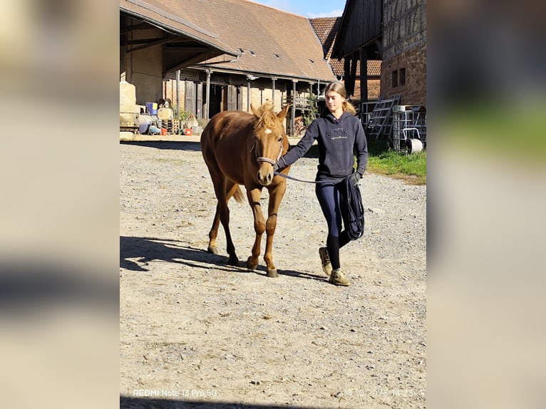 Poni cuarto de milla Mestizo Yegua 1 año 150 cm Alazán in Buchen (Odenwald)