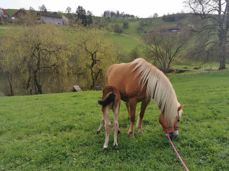 Poni cuarto de milla Yegua 1 año 150 cm Castaño in Fichtenberg