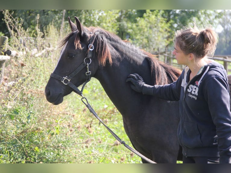 Poni cuarto de milla Mestizo Yegua 1 año 150 cm Negro in Buchen (Odenwald)