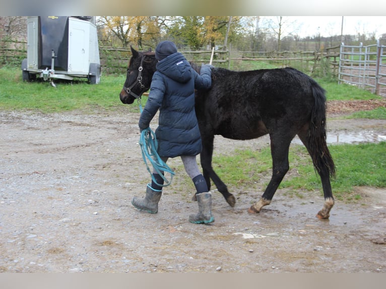 Poni cuarto de milla Mestizo Yegua 1 año 150 cm Negro in Buchen (Odenwald)