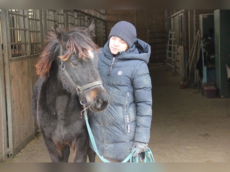 Poni cuarto de milla Mestizo Yegua 1 año 150 cm Negro in Buchen (Odenwald)