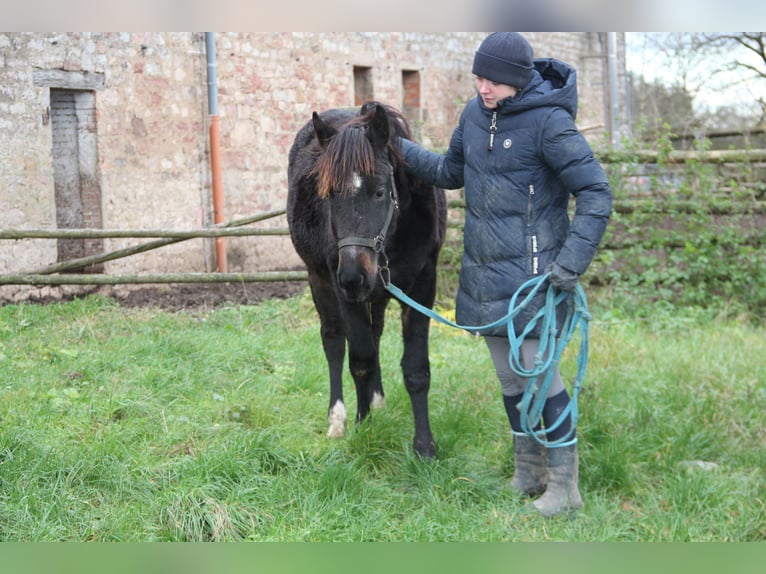 Poni cuarto de milla Mestizo Yegua 1 año 150 cm Negro in Buchen (Odenwald)