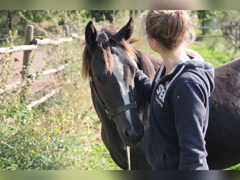 Poni cuarto de milla Mestizo Yegua 1 año 150 cm Negro in Buchen (Odenwald)