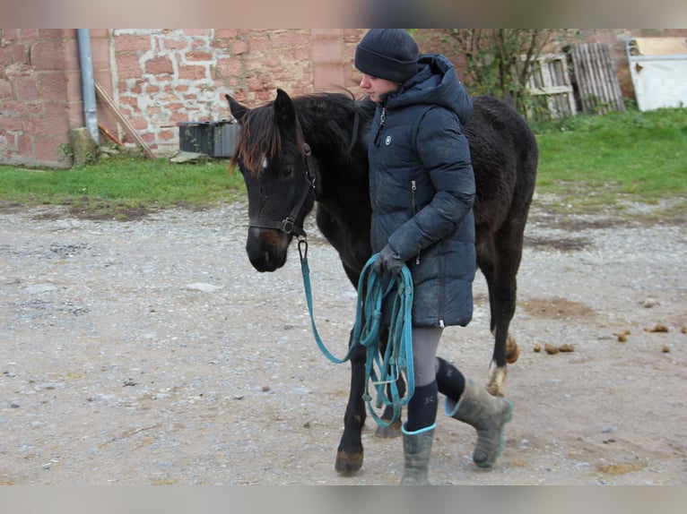 Poni cuarto de milla Mestizo Yegua 1 año 150 cm Negro in Buchen (Odenwald)