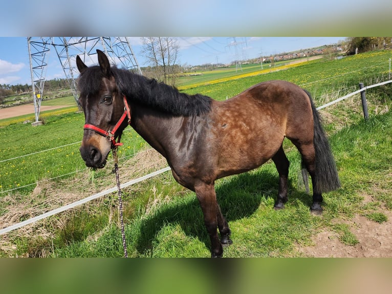 Poni cuarto de milla Mestizo Yegua 23 años 151 cm Castaño in Herzogenaurach