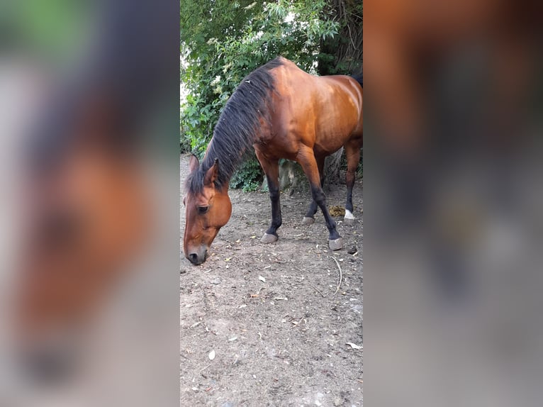 Poni cuarto de milla Mestizo Yegua 23 años 151 cm Castaño in Herzogenaurach