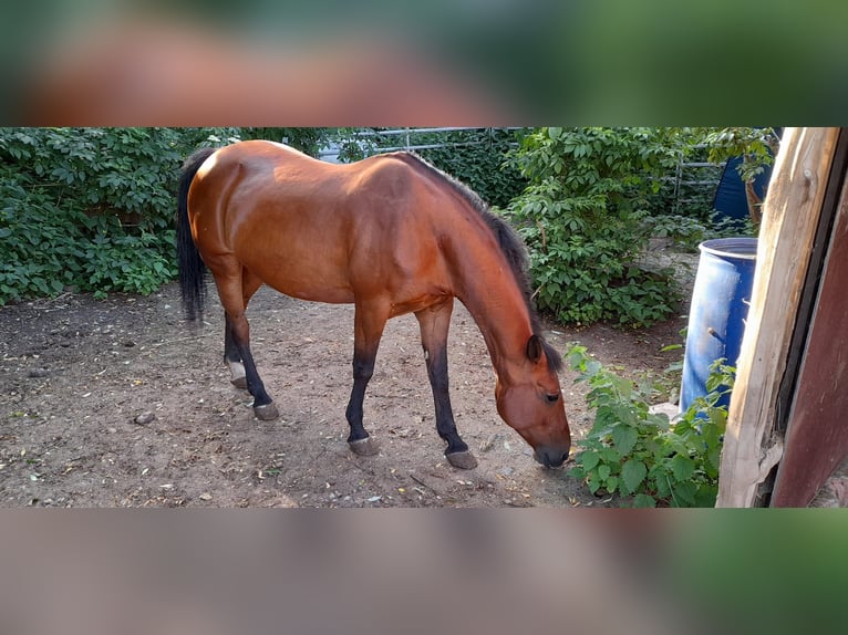 Poni cuarto de milla Mestizo Yegua 23 años 151 cm Castaño in Herzogenaurach