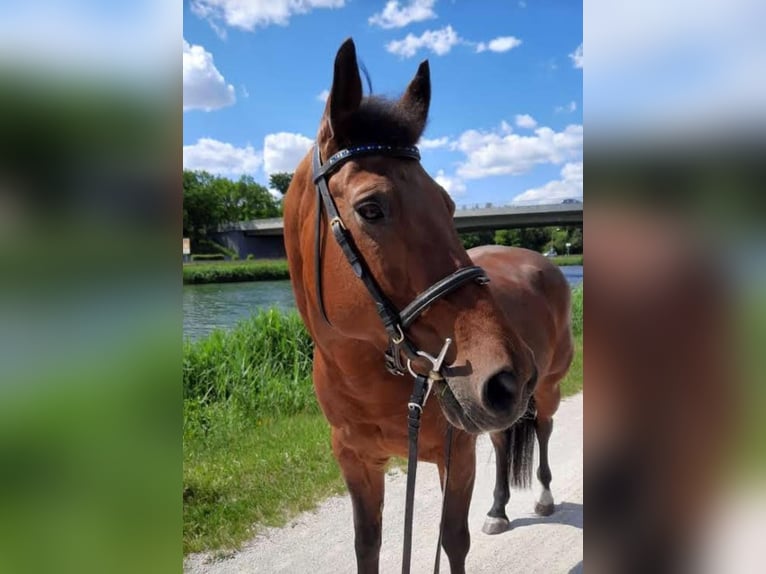 Poni cuarto de milla Mestizo Yegua 23 años 151 cm Castaño in Herzogenaurach