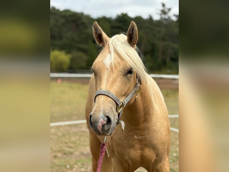 Poni cuarto de milla Yegua 2 años 140 cm Palomino in Sankt Leon-RotSa