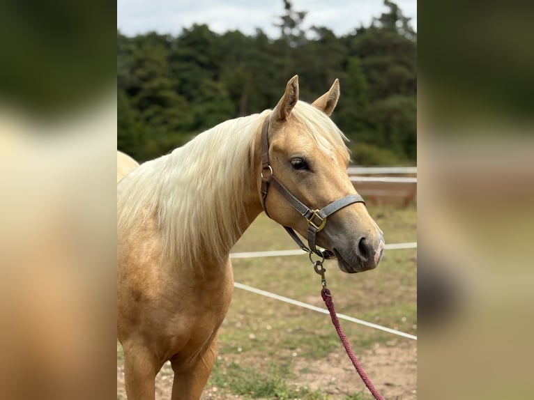 Poni cuarto de milla Yegua 2 años 140 cm Palomino in Sankt Leon-RotSa
