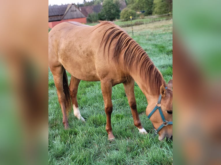 Poni cuarto de milla Yegua 2 años 140 cm Red Dun/Cervuno in Pyrbaum