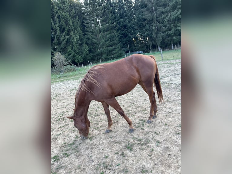 Poni cuarto de milla Yegua 2 años 144 cm Alazán in Obergröningen