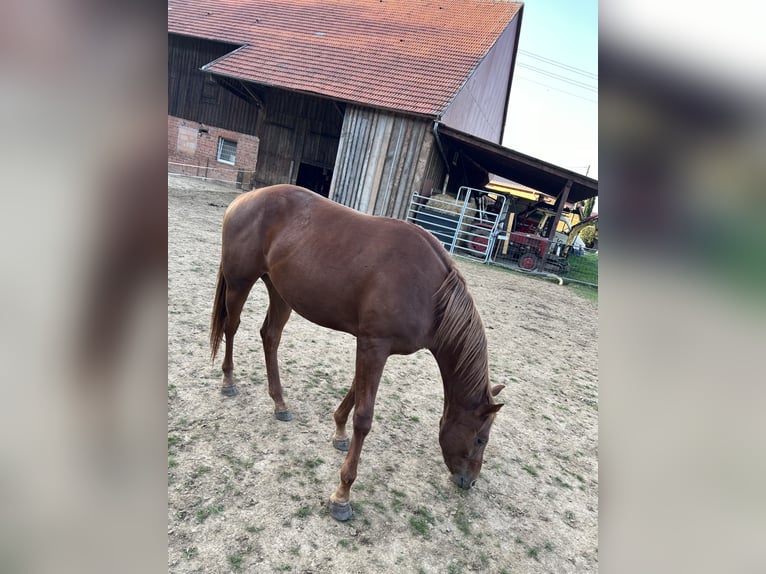 Poni cuarto de milla Yegua 2 años 144 cm Alazán in Obergröningen