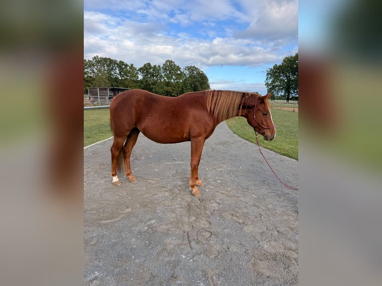 Poni cuarto de milla Mestizo Yegua 2 años 145 cm Alazán in Pritzwalk