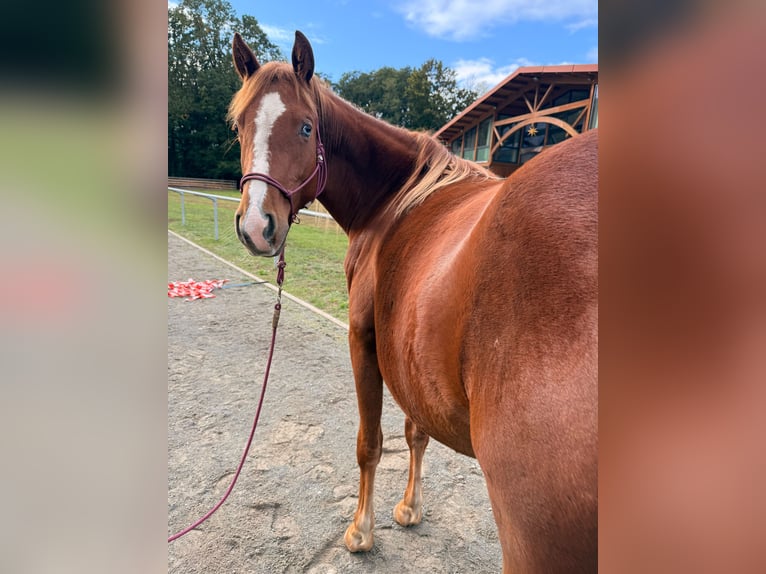 Poni cuarto de milla Mestizo Yegua 2 años 145 cm Alazán in Pritzwalk