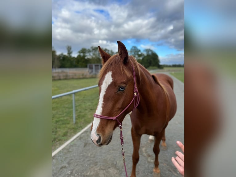 Poni cuarto de milla Mestizo Yegua 2 años 145 cm Alazán in Pritzwalk