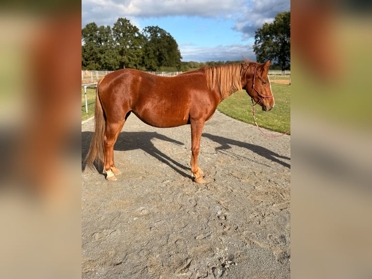 Poni cuarto de milla Mestizo Yegua 2 años 145 cm Alazán in Pritzwalk