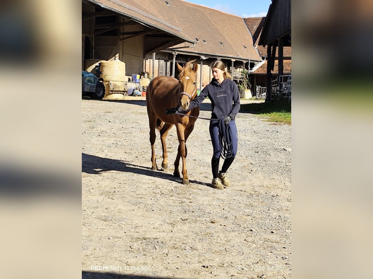 Poni cuarto de milla Mestizo Yegua 2 años 150 cm Alazán in Buchen (Odenwald)