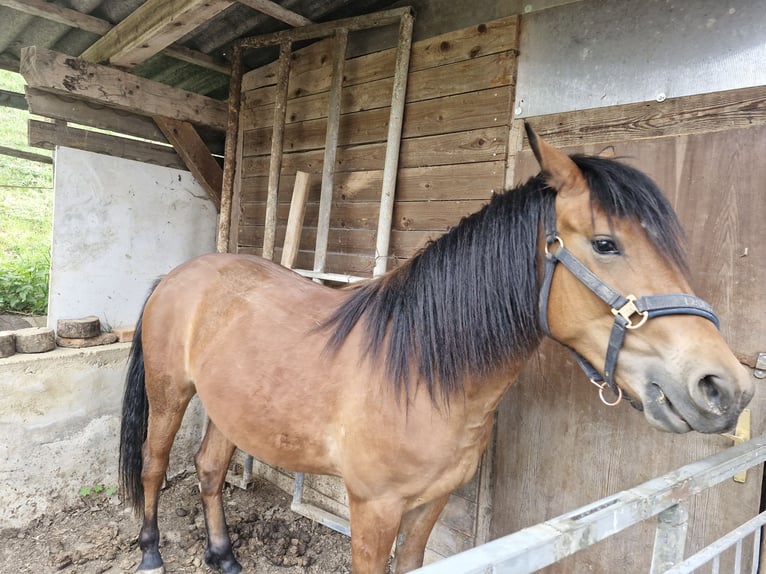 Poni cuarto de milla Mestizo Yegua 2 años 150 cm Castaño in Vasoldsberg