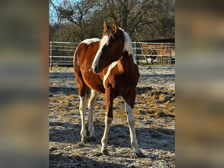 Poni cuarto de milla Yegua 2 años 153 cm Pío in Ilmtal