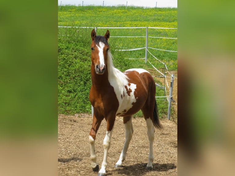 Poni cuarto de milla Yegua 2 años 153 cm Pío in Ilmtal
