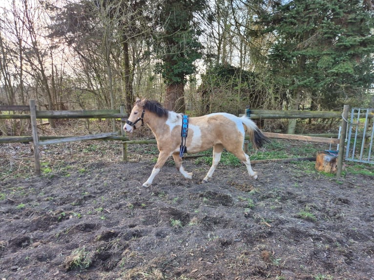 Poni cuarto de milla Yegua 2 años Champán in Drensteinfurt