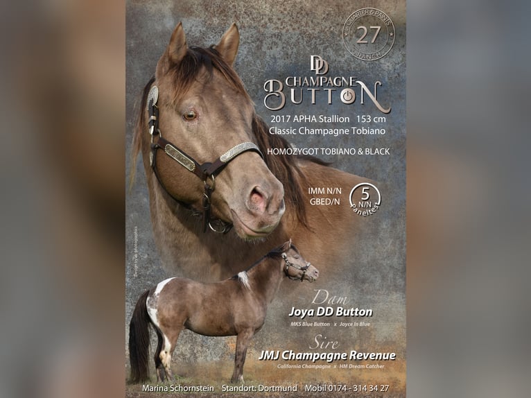 Poni cuarto de milla Yegua 2 años Champán in Drensteinfurt