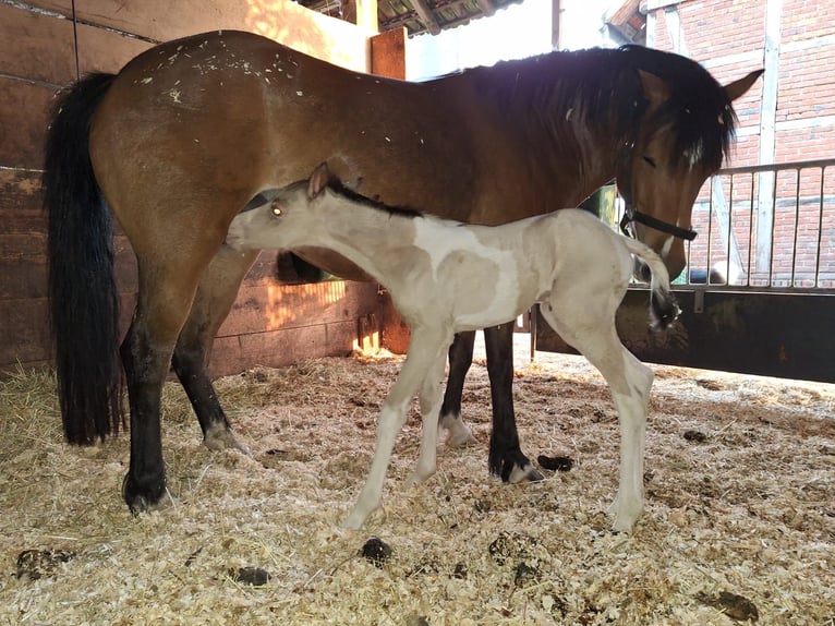Poni cuarto de milla Yegua 2 años Champán in Drensteinfurt