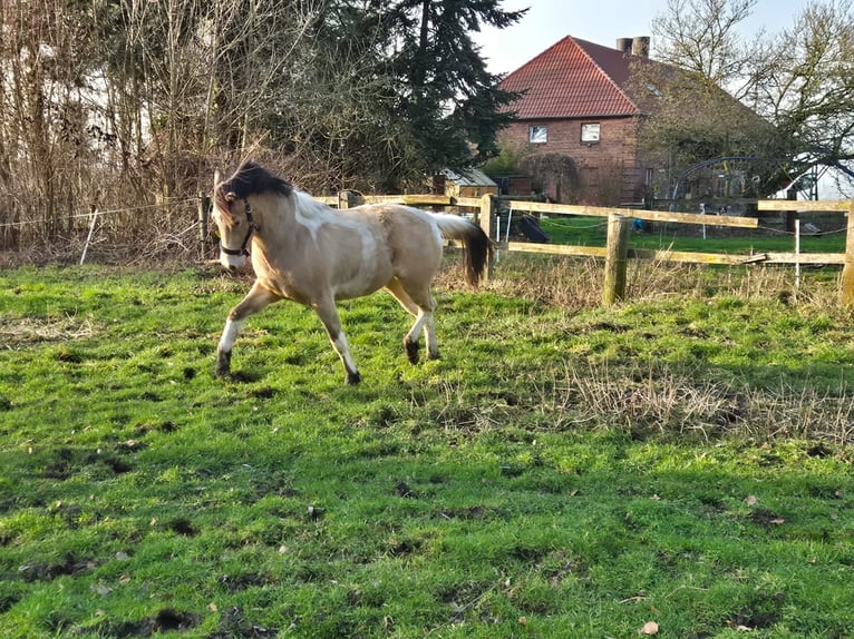 Poni cuarto de milla Yegua 2 años Champán in Drensteinfurt