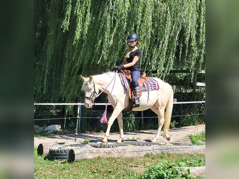 Poni cuarto de milla Yegua 3 años 140 cm Champán in Bayerbach
