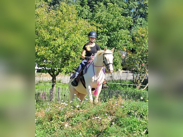 Poni cuarto de milla Yegua 3 años 140 cm Champán in Bayerbach