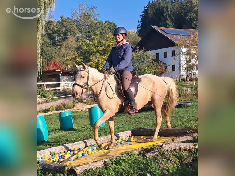 Poni cuarto de milla Yegua 3 años 142 cm Palomino in Bayerbach
