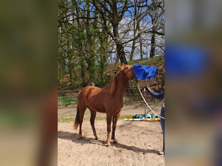 Poni cuarto de milla Yegua 3 años 150 cm Alazán in Lage