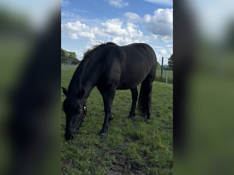 Poni cuarto de milla Mestizo Yegua 3 años Negro in Verl