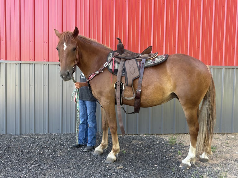 Poni cuarto de milla Yegua 4 años 135 cm Alazán in Woodruff wi