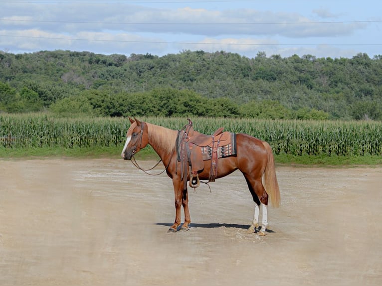 Poni cuarto de milla Mestizo Yegua 4 años 137 cm Alazán rojizo in Cannon Falls